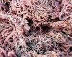 Purple Sea moss/Irish moss 1kg