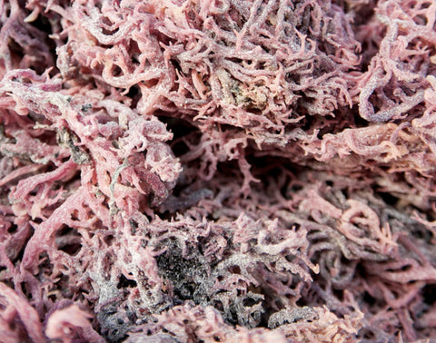 Purple Sea moss/Irish moss 1kg